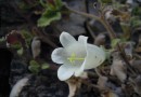 Campanula lanata ©  Pandion Wild Tours